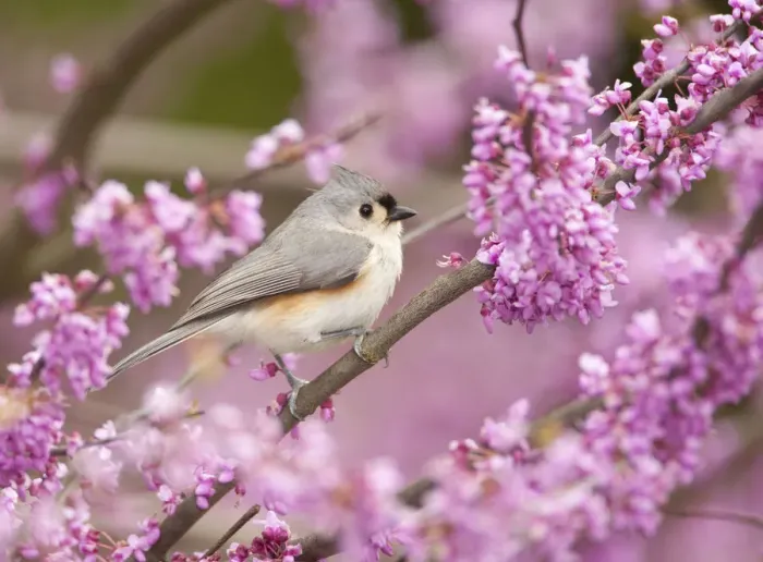 Framed Print : Tufted Titmouse (Baeolophus bicolor) perched in flowering Eastern redbud in spring Framed Print : Tufted Titmouse (Baeolophus bicolor) perched in flowering Eastern redbud in spring