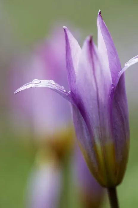Framed Print : Tulip (Tulipa bakeri) flower, Omalos, Crete, Greece, April 2009