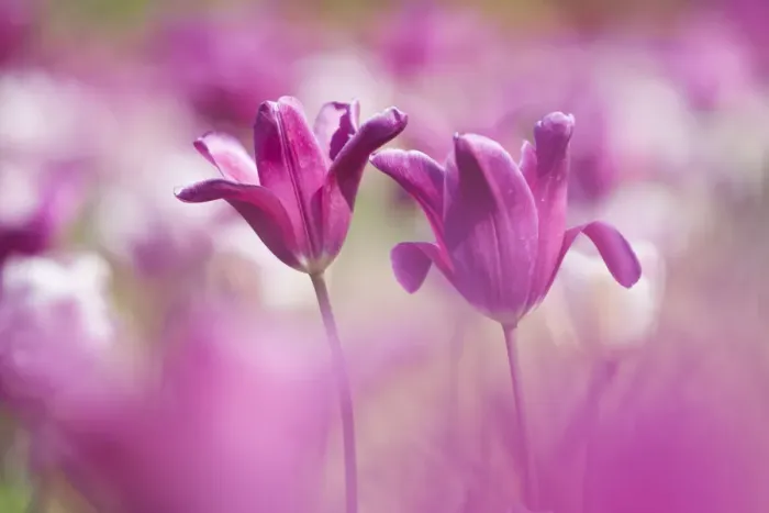 Framed Print : Tulip (Tulipa) cultivated, Schwerin, Germany Framed Print : Tulip (Tulipa) cultivated, Schwerin, Germany
