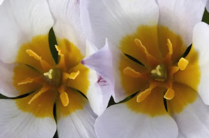Framed Print : Tulips (Tulipa bakeri) close-up of flowers, Omalos, Crete, Greece, April 2009 Framed Print : Tulips (Tulipa bakeri) close-up of flowers, Omalos, Crete, Greece, April 2009