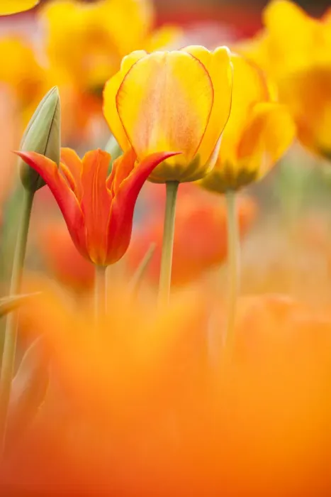 Framed Print : Tulips (Tulipa) Synaeda Orange, cultivated, Schwerin, Germany Framed Print : Tulips (Tulipa) Synaeda Orange, cultivated, Schwerin, Germany