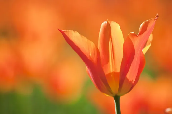 Framed Print : Tulips (Tulipa), Synaeda Orange, cultivated, Schwerin, Germany Framed Print : Tulips (Tulipa), Synaeda Orange, cultivated, Schwerin, Germany