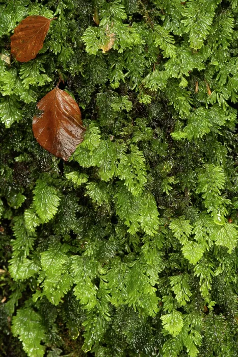 Framed Print : Tunbridge filmy fern (Hymenophyllum tunbrigense) wet with fallen Beech leaves on it, Golitha Falls, Liskeard, Cornwall, England, UK. November Framed Print : Tunbridge filmy fern (Hymenophyllum tunbrigense) wet with fallen Beech leaves on it, Golitha Falls, Liskeard, Cornwall, England, UK. November