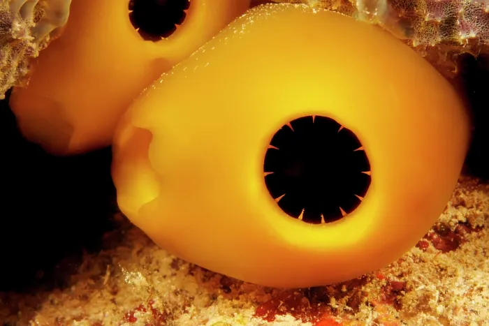 Framed Print : Tunicate (Rhopalaea sp.) close up portrait, Guam, Federated States of Micronesia, Pacific Ocean Framed Print : Tunicate (Rhopalaea sp.) close up portrait, Guam, Federated States of Micronesia, Pacific Ocean