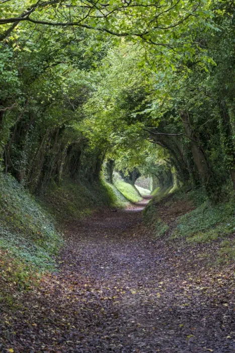 Framed Print : Tunnel of Trees, Halnaker, Chichester, West Sussex, UK. October 2017 Framed Print : Tunnel of Trees, Halnaker, Chichester, West Sussex, UK. October 2017