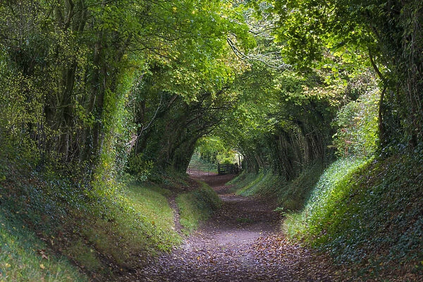 Tunnel of Trees, Halnaker, Chichester, West Sussex, UK. October 2017