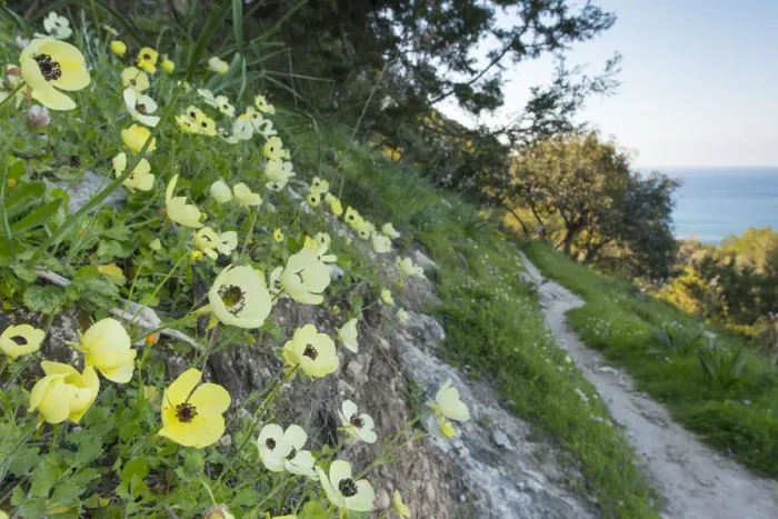 Framed Print : Turban buttercup (Ranunculus asiaticus) growing on bank beside footpath with sea beyond
