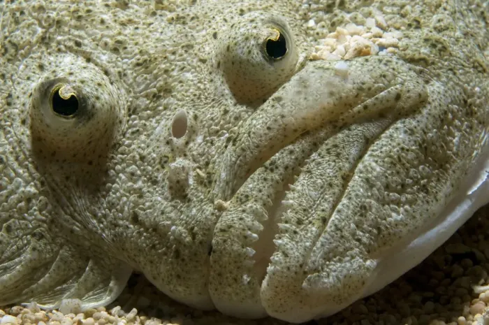 Framed Print : Turbot (Scophthalmus maximus) detail of the eyes and mouth, United Kingdom, September Framed Print : Turbot (Scophthalmus maximus) detail of the eyes and mouth, United Kingdom, September