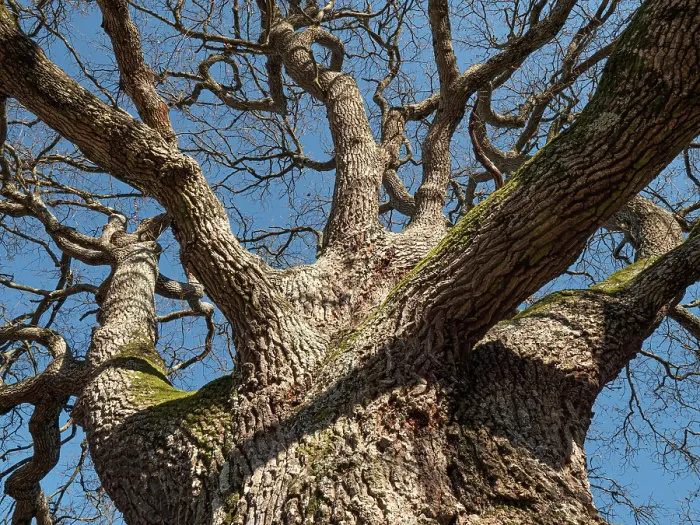Framed Print : Turkey oak (Quercus cerris) with bare branches in winter, nr. Orvieto, Umbria, Italy. February