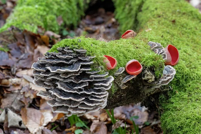 Framed Print : Turkey tail (Trametes versicolor) and Scarlet elf cup fungus (Sarcoscypha austriaca) growing on moss-covered fallen branch, Gosford Forest Park, County Armagh, Northern Ireland Framed Print : Turkey tail (Trametes versicolor) and Scarlet elf cup fungus (Sarcoscypha austriaca) growing on moss-covered fallen branch, Gosford Forest Park, County Armagh, Northern Ireland