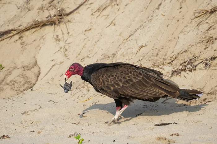 Framed Print : Turkey vulture (Cathartes aura) preying on Kemp's ridley turtle (Lepidochelys kempii) hatchling on beach, Rancho Nuevo Sea Turtle Reseserve, Tamaulipas, Mexico Framed Print : Turkey vulture (Cathartes aura) preying on Kemp's ridley turtle (Lepidochelys kempii) hatchling on beach, Rancho Nuevo Sea Turtle Reseserve, Tamaulipas, Mexico
