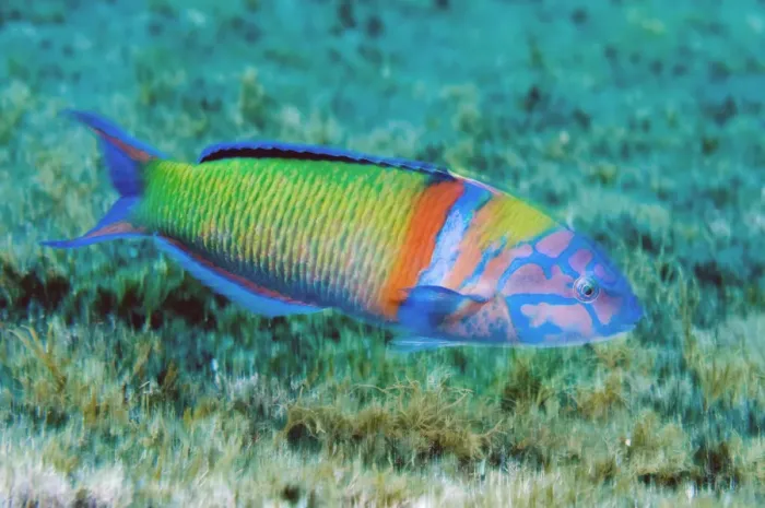 Framed Print : Turkish wrasse (Thalassoma pavo) Pico, Azores, Portugal, July 2009 Framed Print : Turkish wrasse (Thalassoma pavo) Pico, Azores, Portugal, July 2009