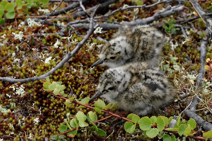 Framed Print : Two Turnstone (Arenaria interpres) chicks nestled on the ground, Varanger, Norway. July Framed Print : Two Turnstone (Arenaria interpres) chicks nestled on the ground, Varanger, Norway. July