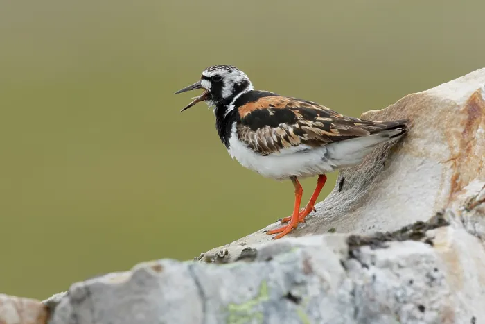 Framed Print : Turnstone (Arenaria interpres) perched on rock, calling, Varanger, Norway. July Framed Print : Turnstone (Arenaria interpres) perched on rock, calling, Varanger, Norway. July