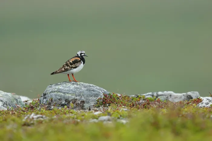 Framed Print : Turnstone (Arenaria interpres) perched on a rock, Varanger, Norway. July Framed Print : Turnstone (Arenaria interpres) perched on a rock, Varanger, Norway. July