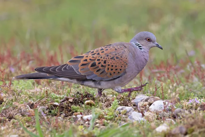 Framed Print : Turtle dove (Streptopelia turtur) on the ground looking for nesting material, Snettisham, Norfolk, England, UK. May Framed Print : Turtle dove (Streptopelia turtur) on the ground looking for nesting material, Snettisham, Norfolk, England, UK. May
