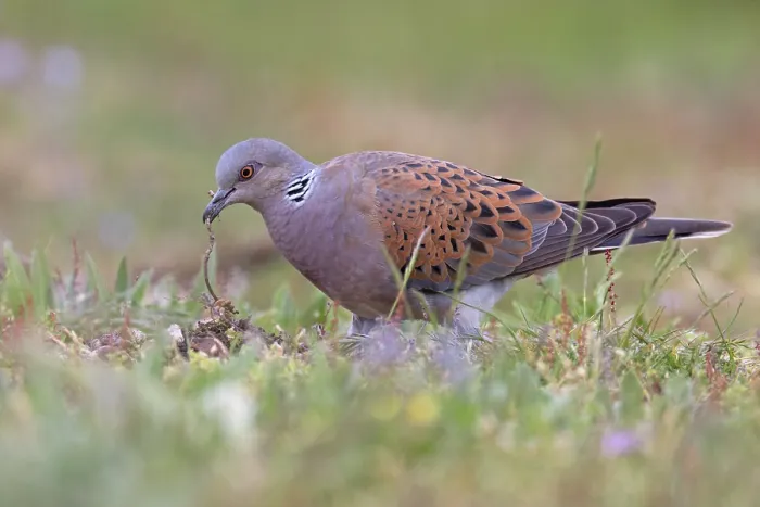 Framed Print : Turtle dove (Streptopelia turtur) on the ground looking for nesting material, Snettisham, Norfolk, England, UK. May Framed Print : Turtle dove (Streptopelia turtur) on the ground looking for nesting material, Snettisham, Norfolk, England, UK. May