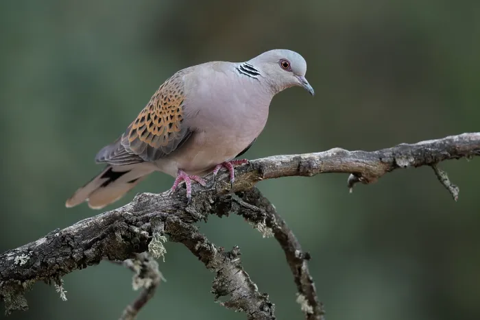 Framed Print : Turtle dove (Streptopelia turtur) perched on branch, La Rioja, Spain. August Framed Print : Turtle dove (Streptopelia turtur) perched on branch, La Rioja, Spain. August