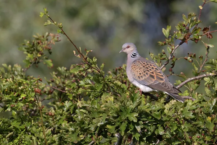 Framed Print : Turtle dove (Streptopelia turtur) perched in Hawthorn bush, Norfolk, England, UK. July Framed Print : Turtle dove (Streptopelia turtur) perched in Hawthorn bush, Norfolk, England, UK. July