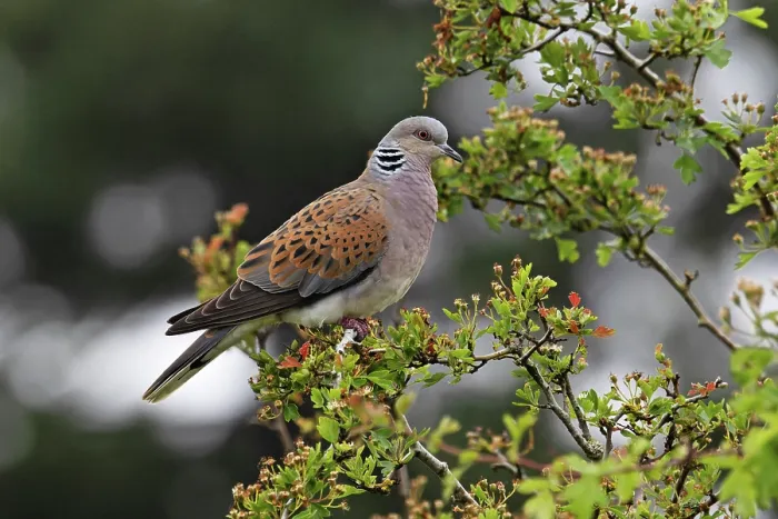 Framed Print : Turtle dove (Streptopelia turtur) perched in tree, Snettisham, Norfolk, England, UK. May Framed Print : Turtle dove (Streptopelia turtur) perched in tree, Snettisham, Norfolk, England, UK. May