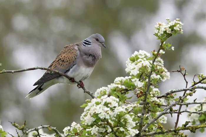 Framed Print : Turtle dove (Streptopelia turtur) perched on tree among white blossom cooing, Snettisham, Norfolk, England, May Framed Print : Turtle dove (Streptopelia turtur) perched on tree among white blossom cooing, Snettisham, Norfolk, England, May