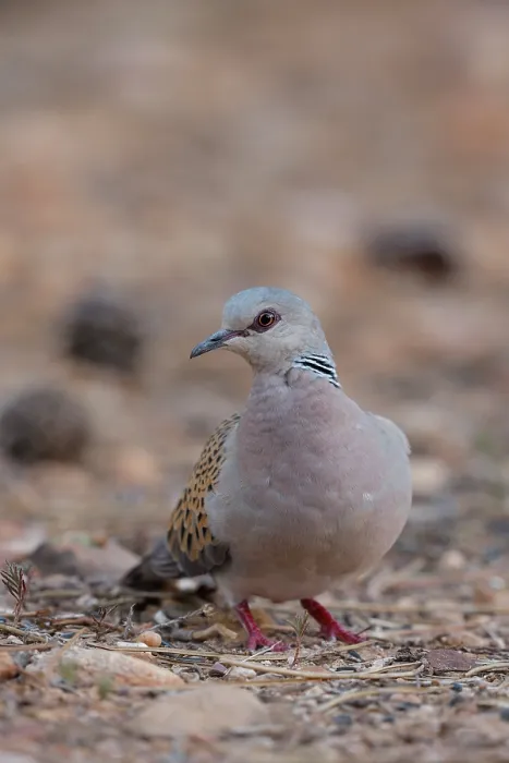 Framed Print : Turtle dove (Streptopelia turtur) portrait, La Rioja, Spain. August Framed Print : Turtle dove (Streptopelia turtur) portrait, La Rioja, Spain. August