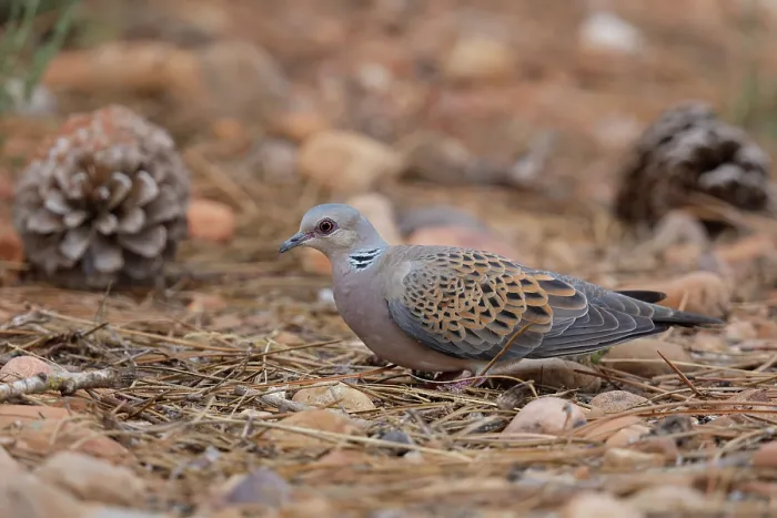 Framed Print : Turtle dove (Streptopelia turtur) resting on the ground among pine cones, La Rioja, Spain. August Framed Print : Turtle dove (Streptopelia turtur) resting on the ground among pine cones, La Rioja, Spain. August