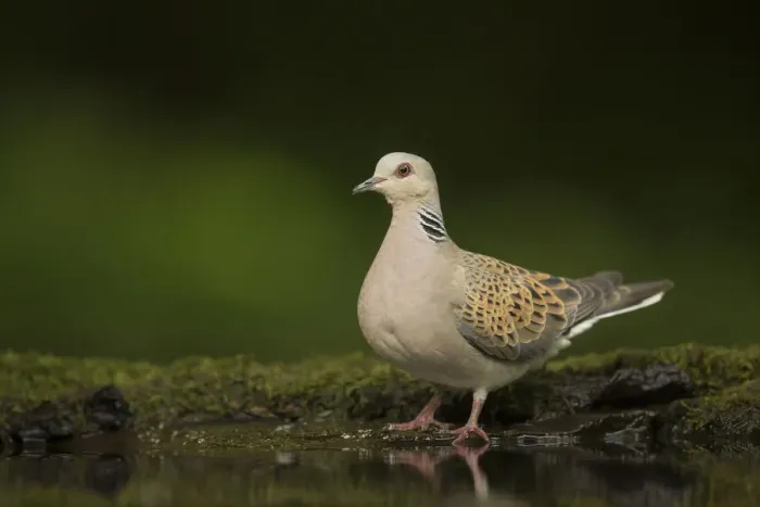 Framed Print : Turtle dove (Streptopelia turtur) standing at a drinking pool. Hungary. May