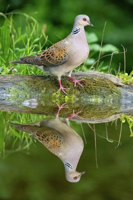 Framed Print : Turtle dove (Streptopelia turtur) standing on moss-covered log at water's edge, Hungary. June Framed Print : Turtle dove (Streptopelia turtur) standing on moss-covered log at water's edge, Hungary. June