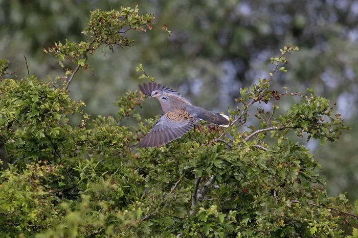 Framed Print : Turtle dove (Streptopelia turtur) taking flight from Hawthorn bush, Norfolk, England, UK. July Framed Print : Turtle dove (Streptopelia turtur) taking flight from Hawthorn bush, Norfolk, England, UK. July