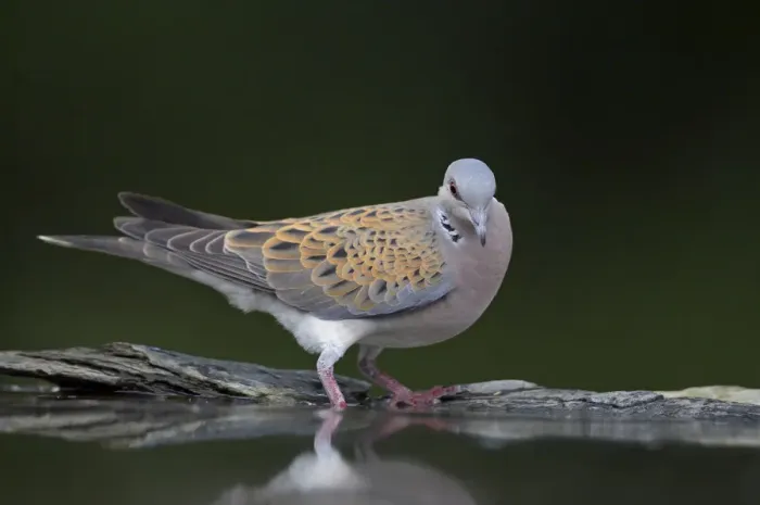 Framed Print : Turtle dove (Streptopelia turtur) at water, Pusztaszer, Hungary, May 2008 Framed Print : Turtle dove (Streptopelia turtur) at water, Pusztaszer, Hungary, May 2008