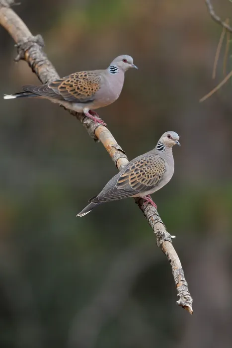 Framed Print : Turtle doves (Streptopelia turtur) pair perched on branch, La Rioja, Spain. August Framed Print : Turtle doves (Streptopelia turtur) pair perched on branch, La Rioja, Spain. August