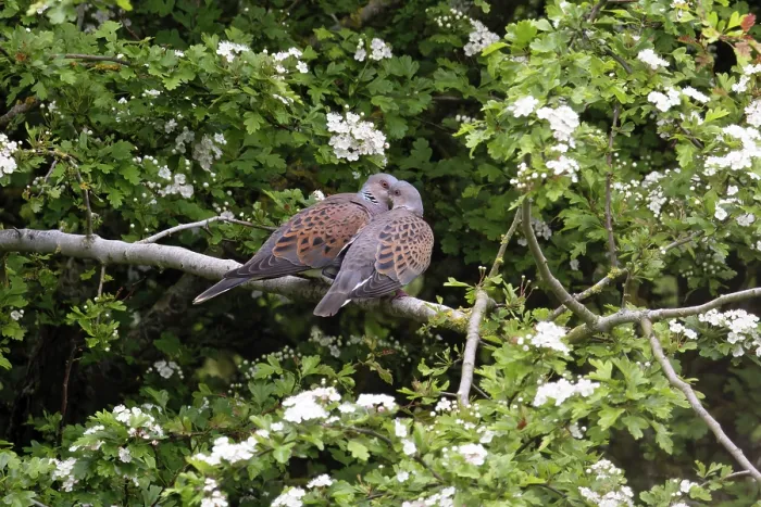 Framed Print : Turtle doves (Streptopelia turtur) pair perched in tree after mating, Snettisham, Norfolk, England, UK. May Framed Print : Turtle doves (Streptopelia turtur) pair perched in tree after mating, Snettisham, Norfolk, England, UK. May
