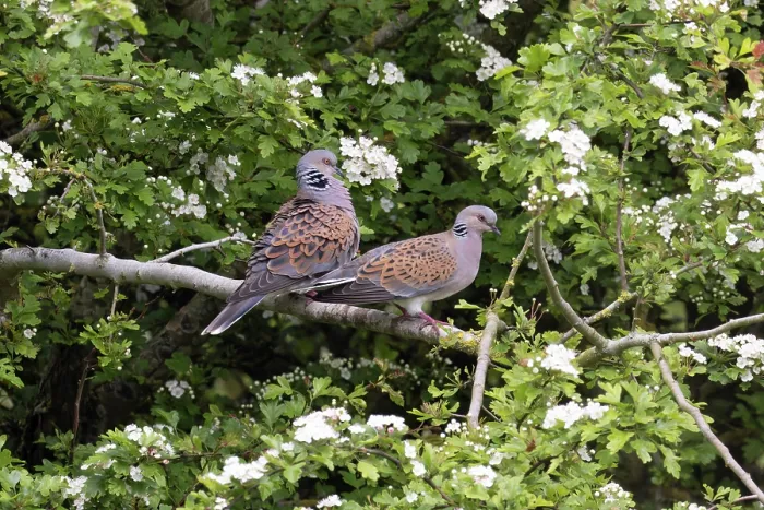 Framed Print : Turtle doves (Streptopelia turtur) pair perched in tree prior to mating, Snettisham, Norfolk, England, UK. May Framed Print : Turtle doves (Streptopelia turtur) pair perched in tree prior to mating, Snettisham, Norfolk, England, UK. May