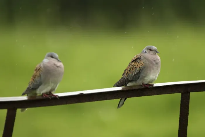 Framed Print : Two Turtle doves (Streptopelia turtur) perched on a rusting iron rail in a rain shower Framed Print : Two Turtle doves (Streptopelia turtur) perched on a rusting iron rail in a rain shower