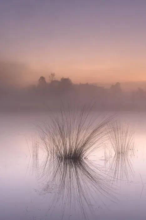 Framed Print : Tussocks reflected in misty fen at dawn. Klein Schietveld, Brasschaat, Belgium Framed Print : Tussocks reflected in misty fen at dawn. Klein Schietveld, Brasschaat, Belgium