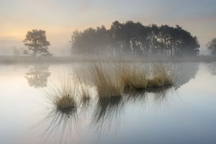 Framed Print : Tussocks and trees reflected in water on misty morning. Klein Schietveld, Brasschaat, Belgium Framed Print : Tussocks and trees reflected in water on misty morning. Klein Schietveld, Brasschaat, Belgium