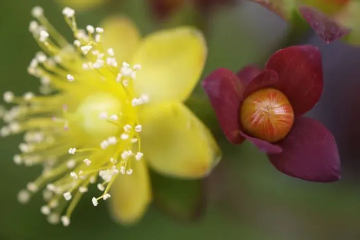 Framed Print : Tutsan (Hypericum androsaemum) flower and fruit, Burren National Park, County Clare Framed Print : Tutsan (Hypericum androsaemum) flower and fruit, Burren National Park, County Clare