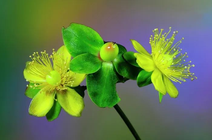 Framed Print : Tutsan (Hypericum androsaemum) flowers and bud, close up. Dorset, England, UK. June. Studio shot Framed Print : Tutsan (Hypericum androsaemum) flowers and bud, close up. Dorset, England, UK. June. Studio shot