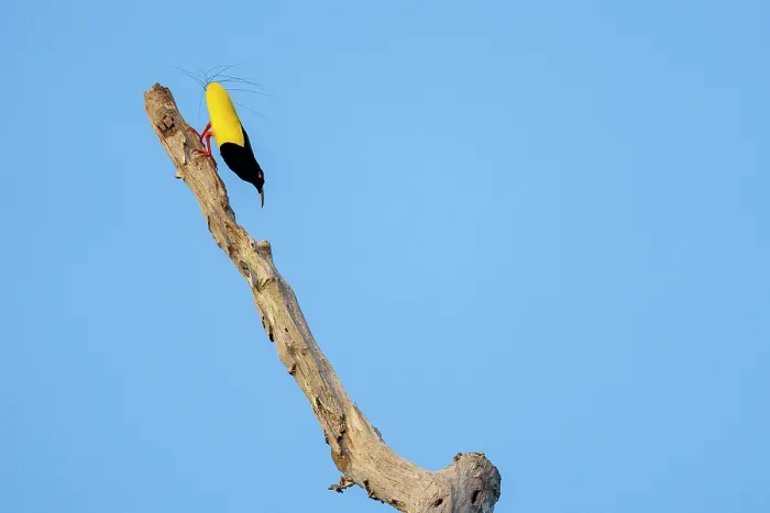 Framed Print : Twelve-wired bird of paradise (Seleucidis melanoleucus) male, perched on dead branch, Malagufuk, West Papua