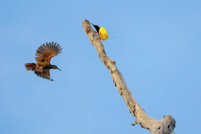 Framed Print : Twelve-wired bird of paradise (Seleucidis melanoleucus) male perched on branch and female in flight, Malagufuk, West Papua Framed Print : Twelve-wired bird of paradise (Seleucidis melanoleucus) male perched on branch and female in flight, Malagufuk, West Papua
