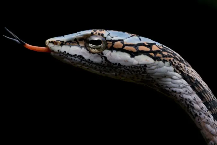 Framed Print : Twig snake (Thelotornis capensis) with tongue extended, Moremi Game Reserve, Botswana Framed Print : Twig snake (Thelotornis capensis) with tongue extended, Moremi Game Reserve, Botswana