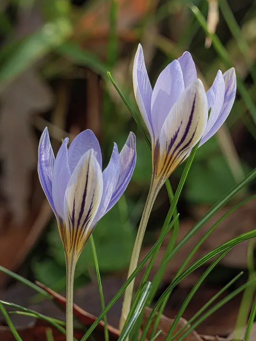 Framed Print : Twin flowered crocus (Crocus biflorus) in flower, Tuscany, Italy. January Framed Print : Twin flowered crocus (Crocus biflorus) in flower, Tuscany, Italy. January