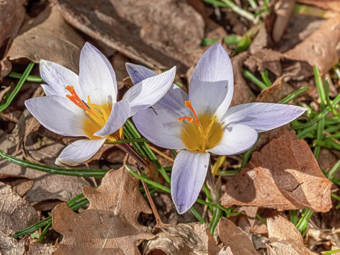 Framed Print : Twin flowered crocus (Crocus biflorus) in flower along a path, Vitozza, nr. Pitigliano, Tuscany, Italy. February Framed Print : Twin flowered crocus (Crocus biflorus) in flower along a path, Vitozza, nr. Pitigliano, Tuscany, Italy. February