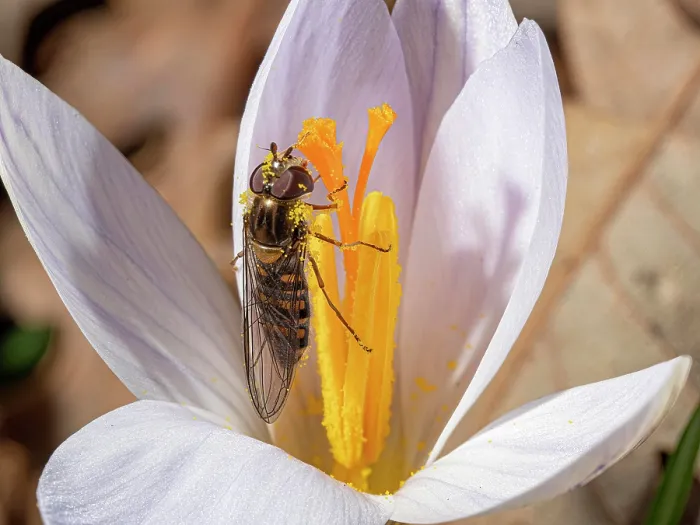 Framed Print : Twin flowered crocus (Crocus biflorus) with pollinating Hoverfly (Syrphidae), nr. Pitigliano, Tuscany, Italy. January Framed Print : Twin flowered crocus (Crocus biflorus) with pollinating Hoverfly (Syrphidae), nr. Pitigliano, Tuscany, Italy. January