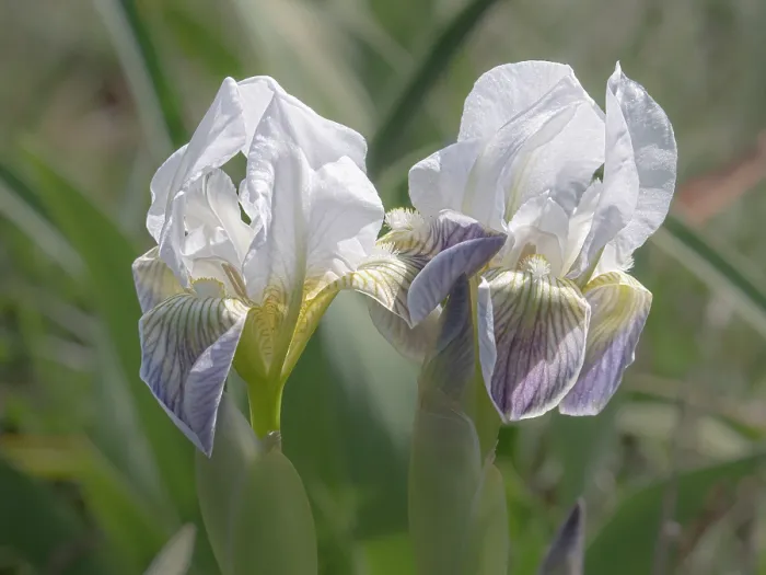 Framed Print : Twin-flowered iris (Iris bicapitata) in flower, Gargano, Puglia, Italy. April Framed Print : Twin-flowered iris (Iris bicapitata) in flower, Gargano, Puglia, Italy. April