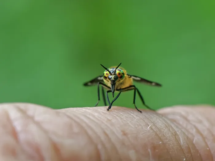 Framed Print : Twin-lobed deer fly (Chrysops relictus) resting on finger preparing to suck blood, Forest of Dean, Gloucestershire, England, UK. June Framed Print : Twin-lobed deer fly (Chrysops relictus) resting on finger preparing to suck blood, Forest of Dean, Gloucestershire, England, UK. June