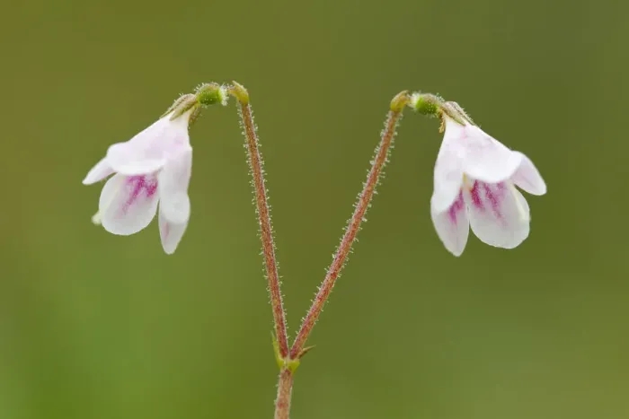 Framed Print : Twinflower (Linnaea borealis) in flower in pine woodland, Abernethy National Nature Reserve Framed Print : Twinflower (Linnaea borealis) in flower in pine woodland, Abernethy National Nature Reserve