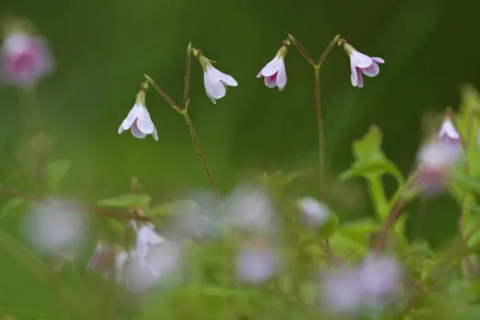 Framed Print : Twinflower (Linnaea borealis) in pine woodland, Cairngorms National Park, Highlands Framed Print : Twinflower (Linnaea borealis) in pine woodland, Cairngorms National Park, Highlands