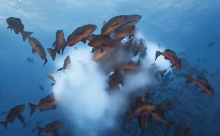 Framed Print : Twinspot snapper (Lutjanus bohar) shoal rushing up to spawn, releasing a cloud of